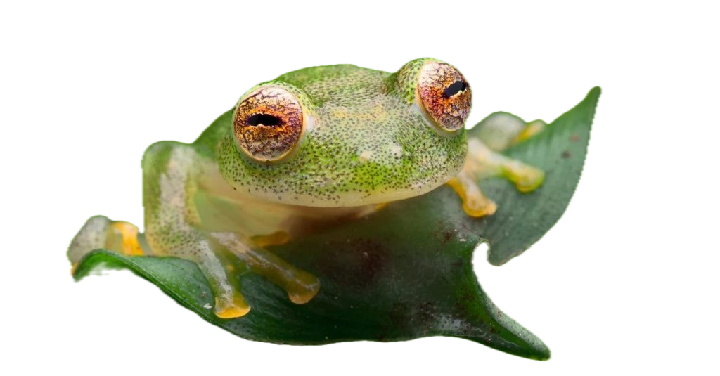 A glass frog sitting on a leaf
